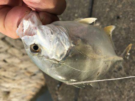 メッキのちセイゴ