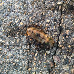 台風の後のうねりの中のエギング