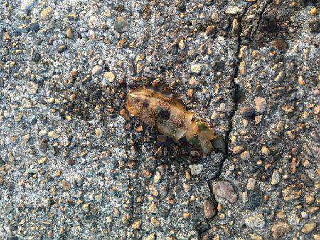 台風の後のうねりの中のエギング