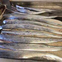 青物釣りたかった、、、