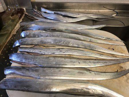 青物釣りたかった、、、