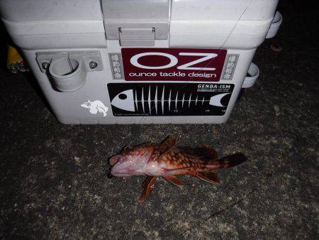 ガジリングにはまってます‼️