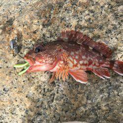 夕方から風と波がきつくなるの巻