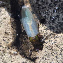 朝まづめ エギング