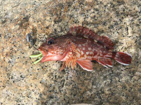 夕方から風と波がきつくなるの巻