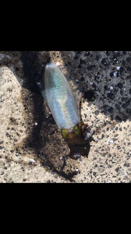 朝まづめ エギング