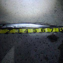 太刀魚を求めて‼️