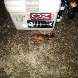 ガシラ調査⁉️