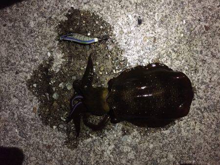 秋めいてきました。