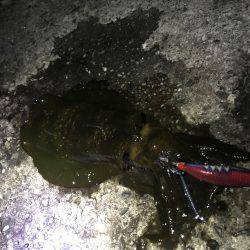 タチウオ狙いで