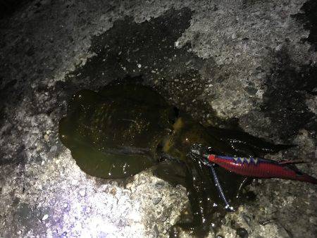 タチウオ狙いで