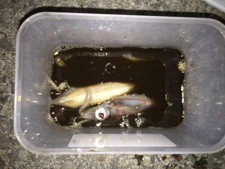 二夜連続チャレンジ