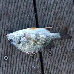 初種目フィッシュ