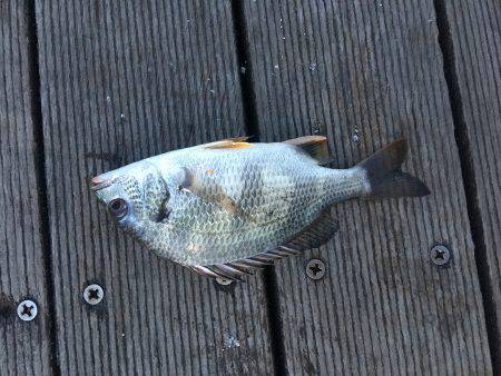 初種目フィッシュ