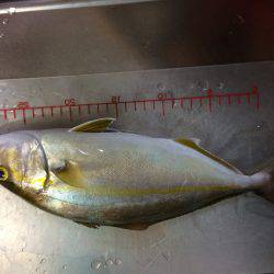 アジ、カンパチ