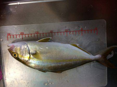 アジ、カンパチ