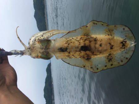 宇佐ボートエギング