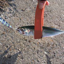 タチウオ不発、サバのみ