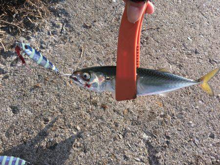 タチウオ不発、サバのみ