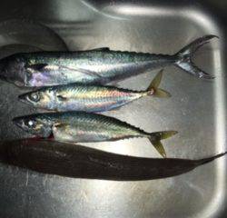 ショアジギング