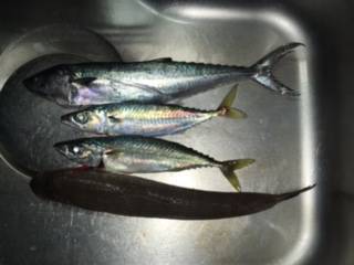 ショアジギング