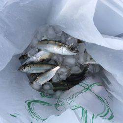 アジ釣りの筈が、、