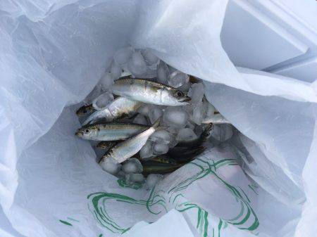 アジ釣りの筈が、、
