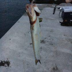 ジグパラでエソパラ