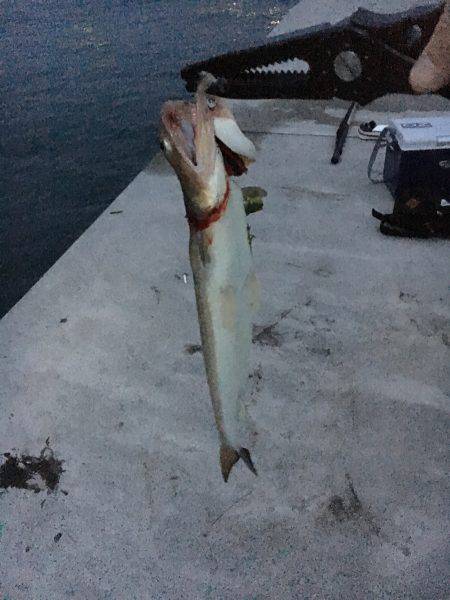 ジグパラでエソパラ