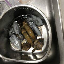 アオリ新子狩り