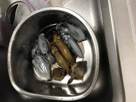 アオリ新子狩り