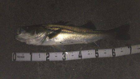 ランカーgetしました