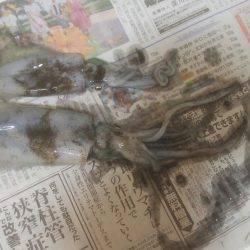 イカ釣れました