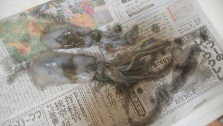 イカ釣れました