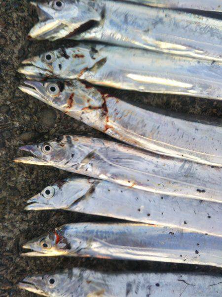 阿南市の中浦緑地公園でタチウオ