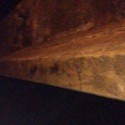 アオリイカ調査