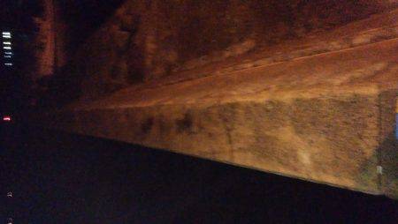 アオリイカ調査