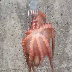 タコは釣れたがアオリはまだか？