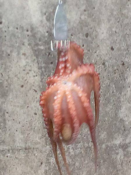 タコは釣れたがアオリはまだか？