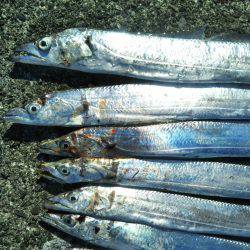 阿南市の椿泊でタチウオと小アジ