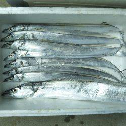 阿南市の椿泊でタチウオと小アジとハマフエフキ