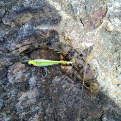 空駆けるシーバス