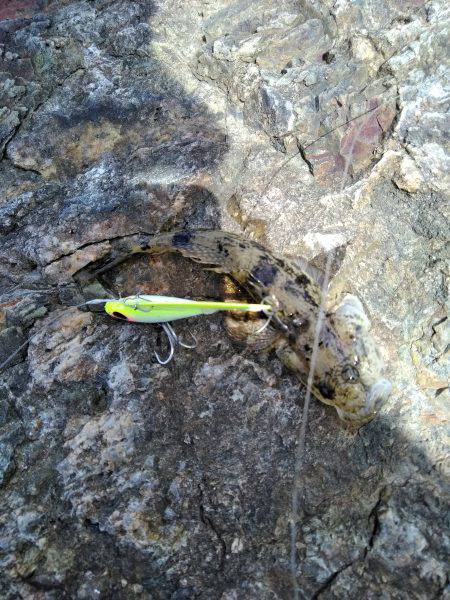 空駆けるシーバス