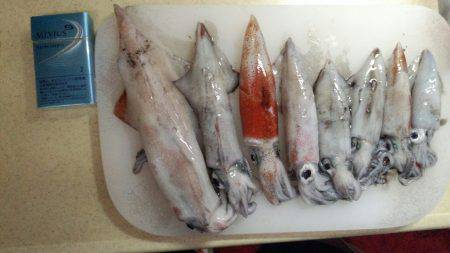 ケンサキビッグサイズ!