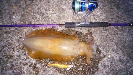 秋イカに混じり両型