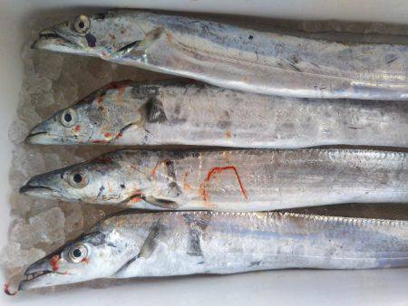 阿南市の椿泊でタチウオと小アジ