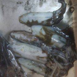 アオリイカ　5杯