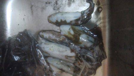 アオリイカ　5杯