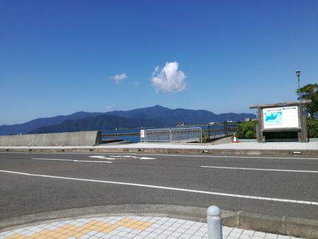 サヨリがやってきました