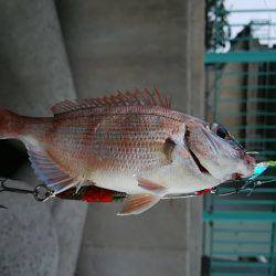 ジグサビキ　ワインド